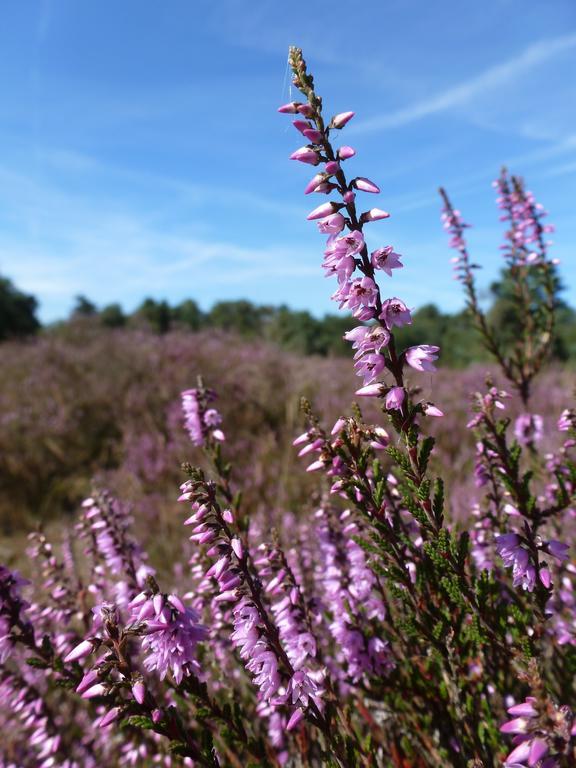 Natuurpoort Van Loon Loon op Zand Zewnętrze zdjęcie